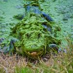 David Sledge - @texaswildphotos - Instagram