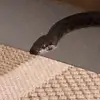 david 🐍 - @david.the.snake - TikTok