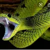 David - @davidsnake9 - TikTok