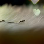 David the snake - @david.the.snake - Instagram