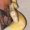 David’s Snakes 🐍 - @davids.snakes - TikTok