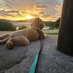 David Snedden - @david.snedden.31 - Instagram