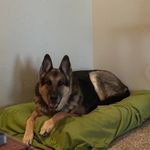 David Snodgrass - @snodgrassdavid - Instagram