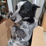 David Snowden-Bailey - @thetacticaltinker - Instagram