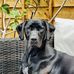 David Snowdon - Facebook