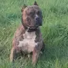 David Spalletta - @david.spalletta - TikTok
