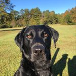 David Spaulding - @harpeth_river_kennels - Instagram