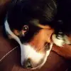rottdaddy - @davidstarkey628 - TikTok