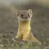 David M Stokowski - @polishweasel - TikTok
