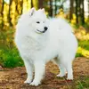 david stone - @david.stone438 - TikTok