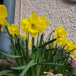 Davidstown Primary School - @davidstown_school_garden - Instagram