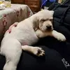 David Stramaccia - @david.stramaccia - TikTok