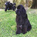 David Stribling - @stribling6393 - Instagram