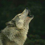 David Suchy - @suchyd - Instagram