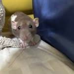 David Svatos - @svatosd - Instagram