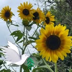 David Thieme - @davidthieme2 - Instagram
