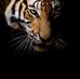 Dave Thorn - Facebook