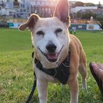 David Thurlow - @boomdog - Instagram