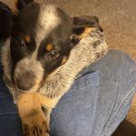 David Tingley - @david_tingley - Instagram