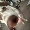 mastapancake - @davidthefielddawg - TikTok