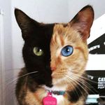 David Tomkins - @cat.soldeir - Instagram