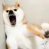 嚇死勞資 - @davidtorgerson8 - TikTok