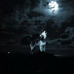 David Totten - @graywolf201493 - Instagram