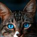 David Triche - Facebook