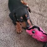 David Trowbridge - @bailey_miniweenie - Instagram