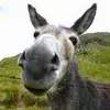 David Tyree - @david.tyree - TikTok