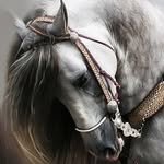 David Nazario Zambrano Uresti - @zambranouresti - Instagram