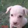 José david Uresti - @jos.david.uresti - TikTok