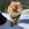 Loulou de Poméranie - @davidvanessa96 - TikTok