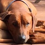 David Veal - @woolybull01 - Instagram
