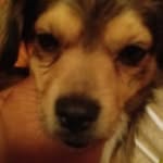 cute little animal 1738🐧🐶🐺 - @david.vernal1982 - Instagram