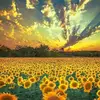 David Vetter - @david.vetter03 - TikTok