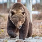 David Vilas - @davidvilaswildphoto - Instagram