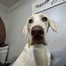 David Vilches - Facebook