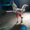David Vilchez - @davidvilchez330 - TikTok
