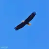 David Voller - @david.voller - TikTok