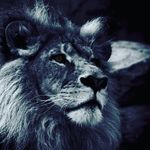 David Vollert - @david_vollert - Instagram