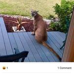 David Westberg - @moomoosdavis - Instagram