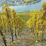 David Whitby - @whitby_premium_wines - Instagram