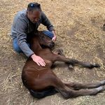 Jerry David Whitlow - @turtlehorseranch - Instagram