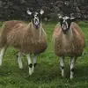 David Whitwell - @david.whitwell - TikTok