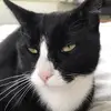 David Stanciu153 - @whydavidwhy - TikTok