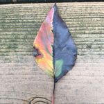 David Wible - @dav.wible - Instagram