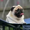 David Wicks - @david.wicks49 - TikTok