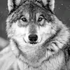 user8583118474700 - @davidwiebe2.0 - TikTok