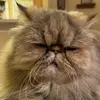 Drwielgus - @david_wiel - TikTok